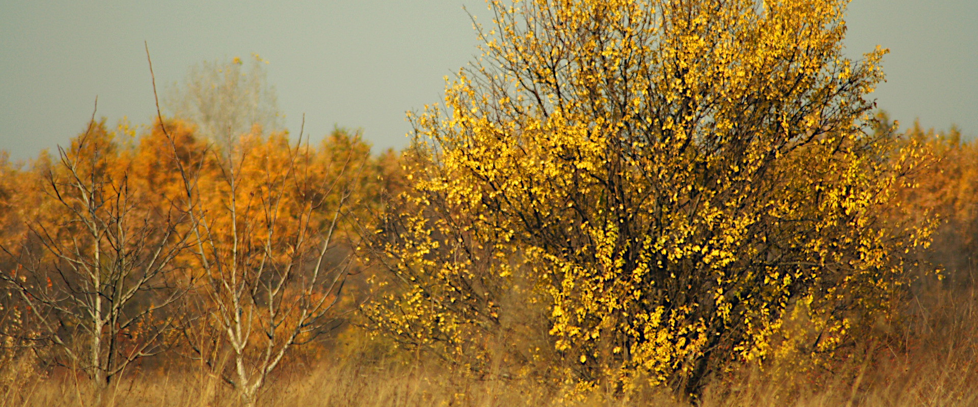 Sweet and bitter autumn memories
